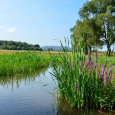 Ogród